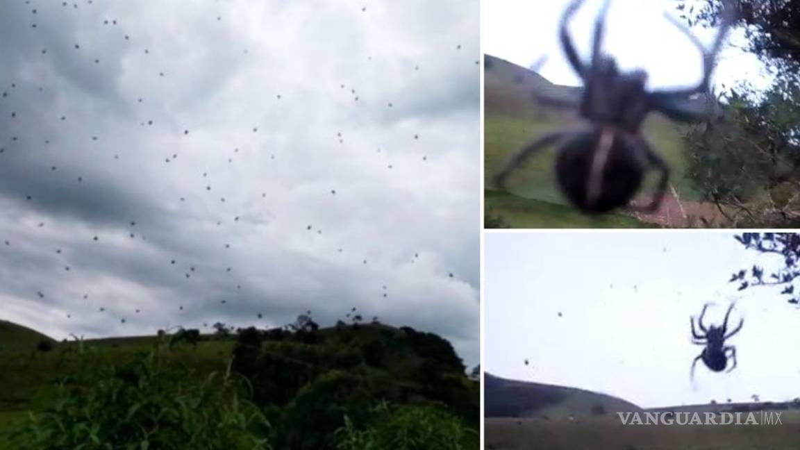'Llueven' arañas en Brasil (video)