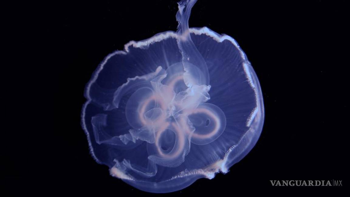 Descubren el mecanismo de gran la velocidad de las medusas, podría usarse en autos