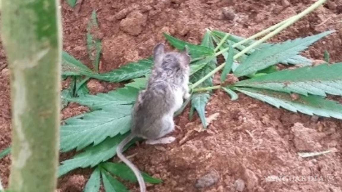Un ratón es sorprendido comiendo hojas de mariguana; termina desmayado