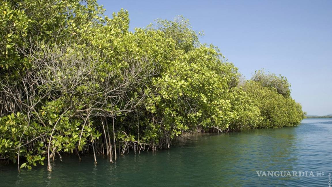 Denuncian destrucción de manglares en Yucatán
