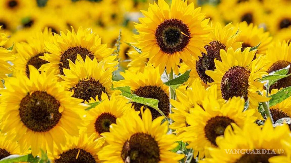 Trae TikTok una primavera de flores amarillas a México, ¿cuál es su origen?