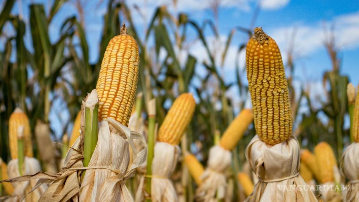 Pide Canadá también consultas con México por maíz transgénico