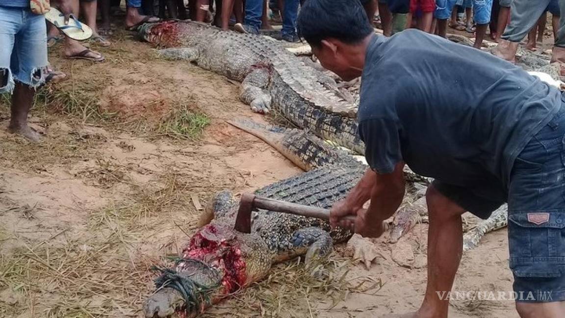 Asesinan a casi 300 cocodrilos, para vengar la muerte de un hombre