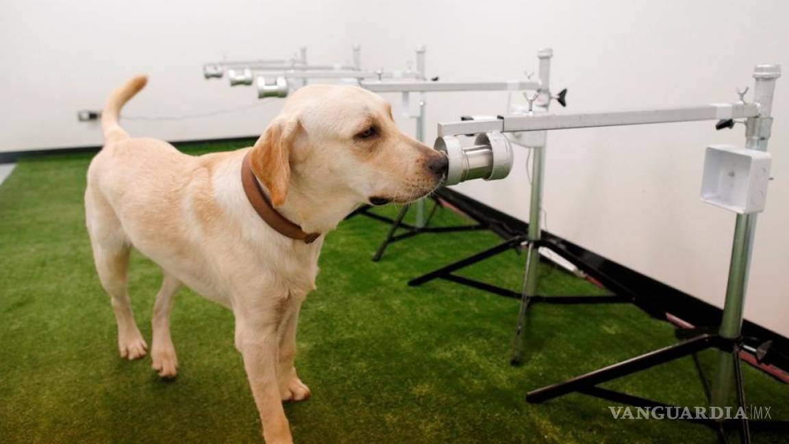 Cinvestav adiestra a perros que detectan coronavirus