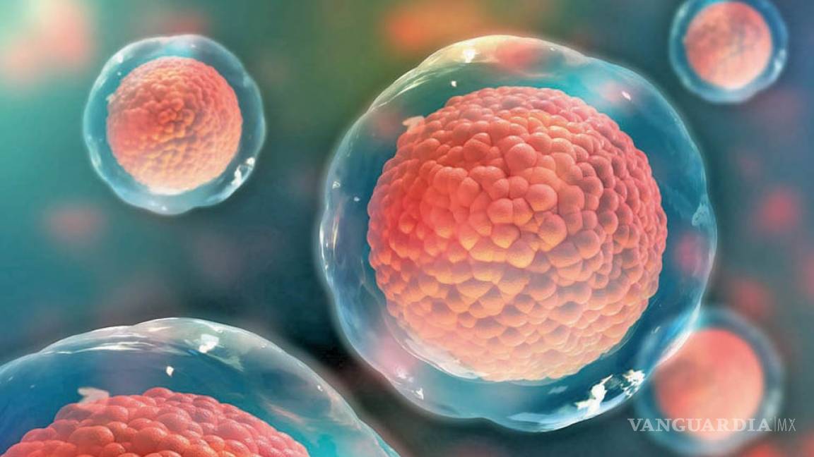 Células madre tienen mecanismo de defensa contra las bacterias
