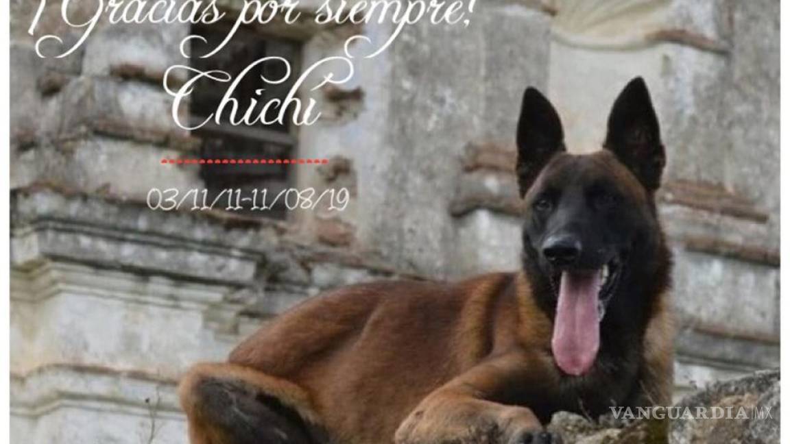 ¡Adiós Chichí! Muere perro rescatista del 19-S