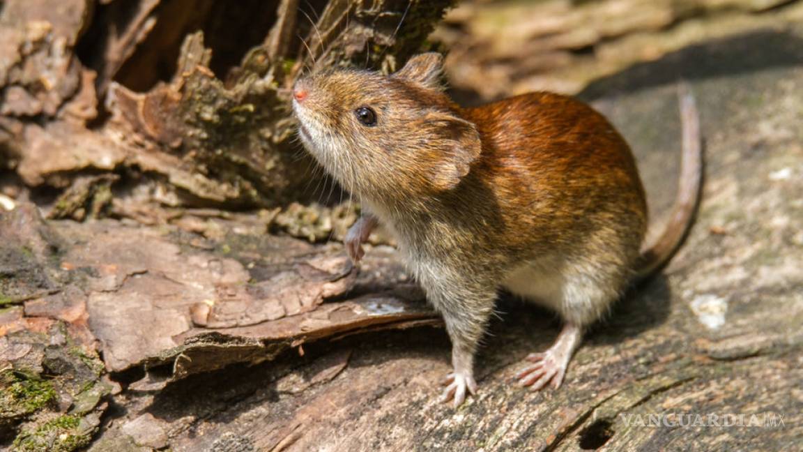 ¡Surge caso de hantavirus en China!... prende las alertas y ya cobró la vida de una persona en plena pandemia de coronavirus