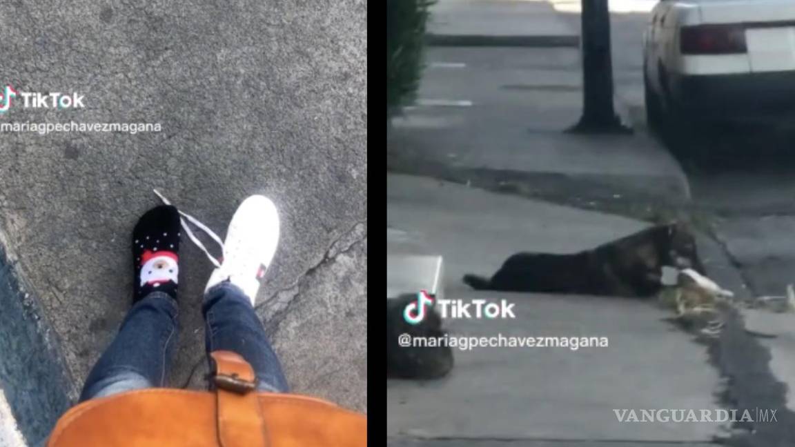 Perro ‘asalta’ a joven en calles de Morelia, le quita uno de sus zapatos (video)