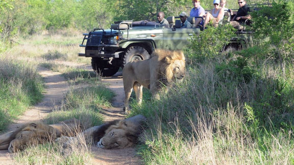 Elefante mata a cazador y su cuerpo es devorado por leones