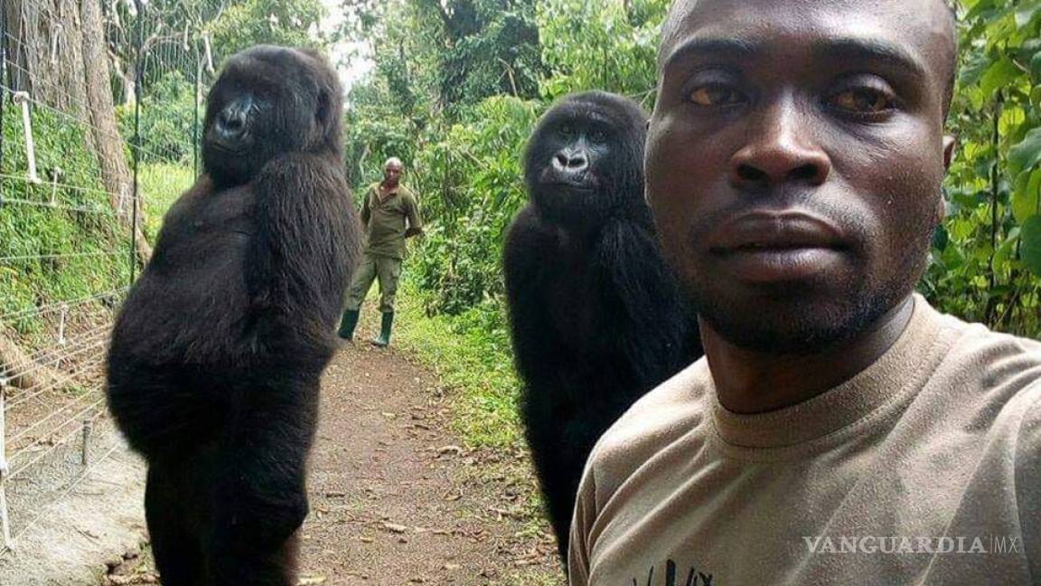 Aunque no lo creas, dos gorilas posaron para una selfie