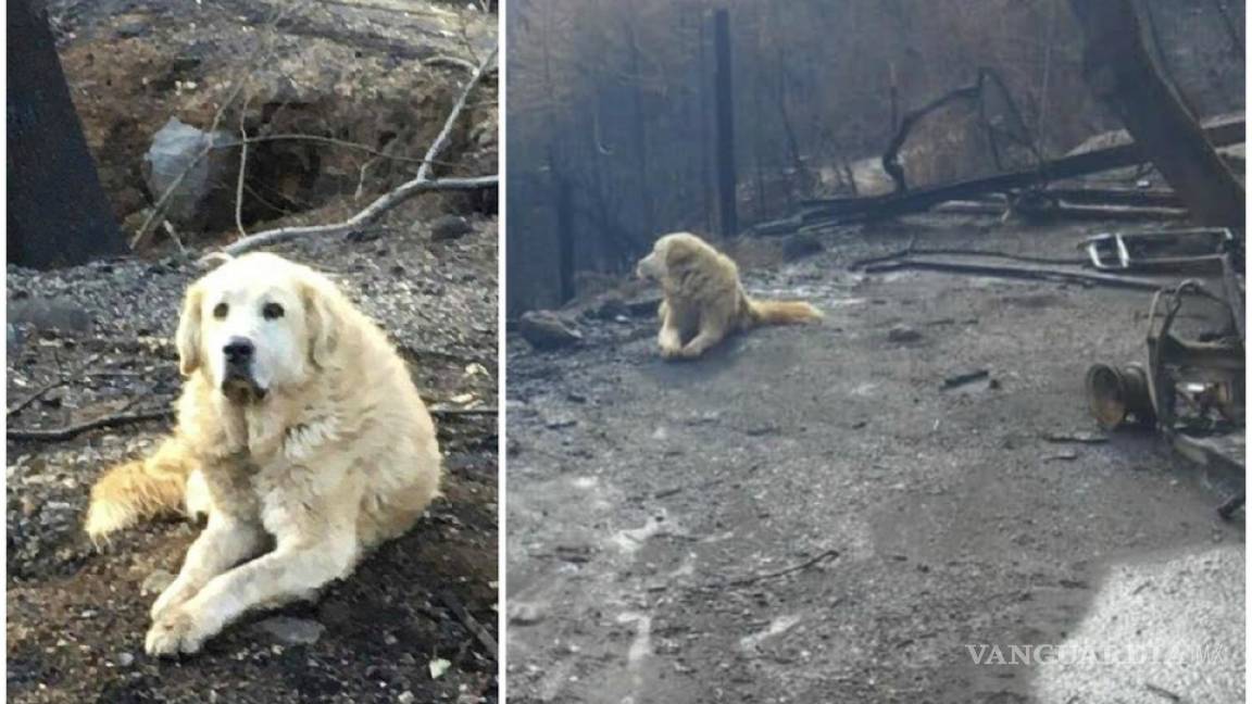 Perro esperó a sus dueños durante un mes después de que su casa se quemó