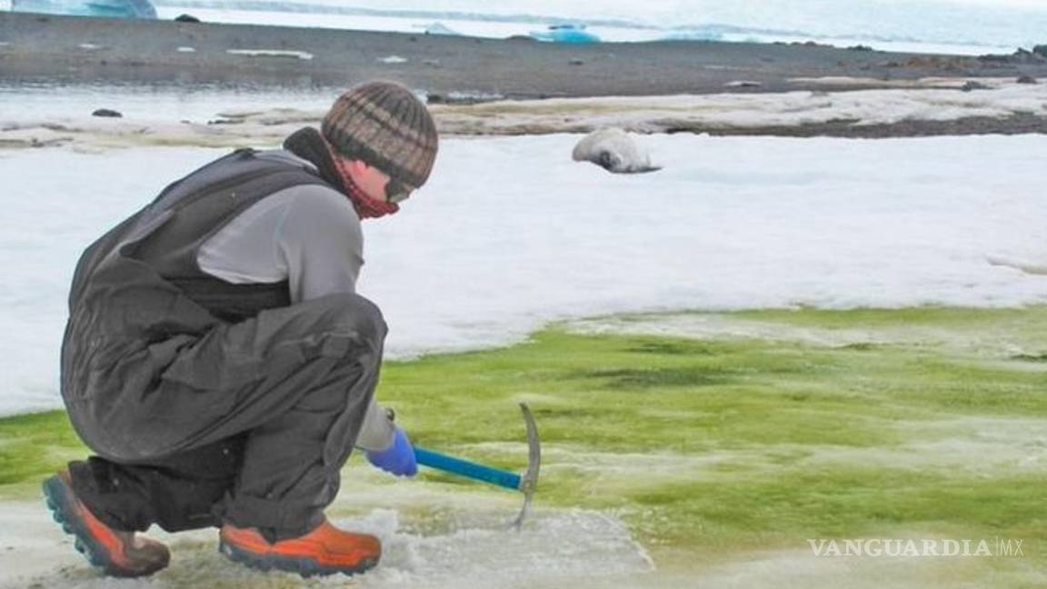 $!Aparece 'nieve verde' en la Antártida, por el cambio climático