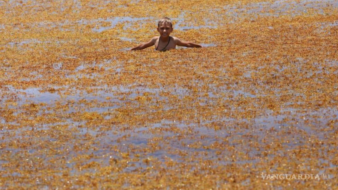 Sargazo en playas llevaría a desastre ecológico; hoteleros gastan millones en quitarlo