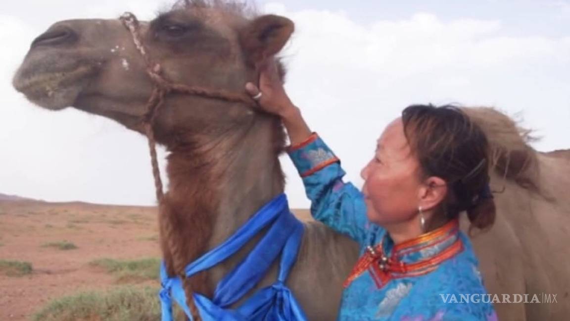 Camello recorre 100 km el desierto para encontrarse con sus dueños