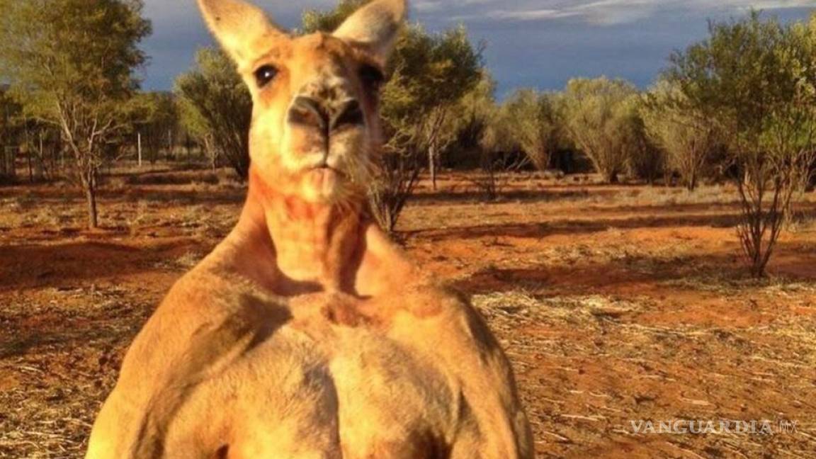 Murió 'Roger', el canguro más fuerte y famoso de Australia