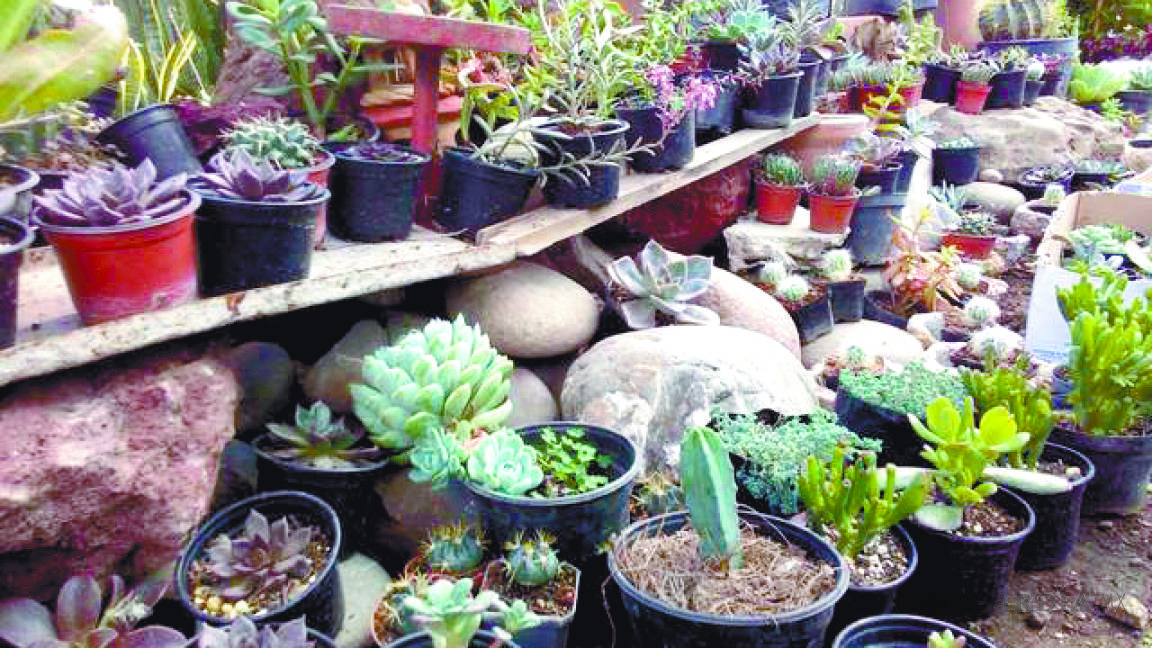 Impune el tráfico de cactus en Coahuila