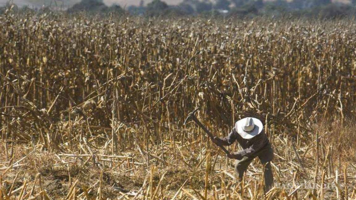 La actividad agropecuaria sufre 2 años de caídas por primera vez desde los 80