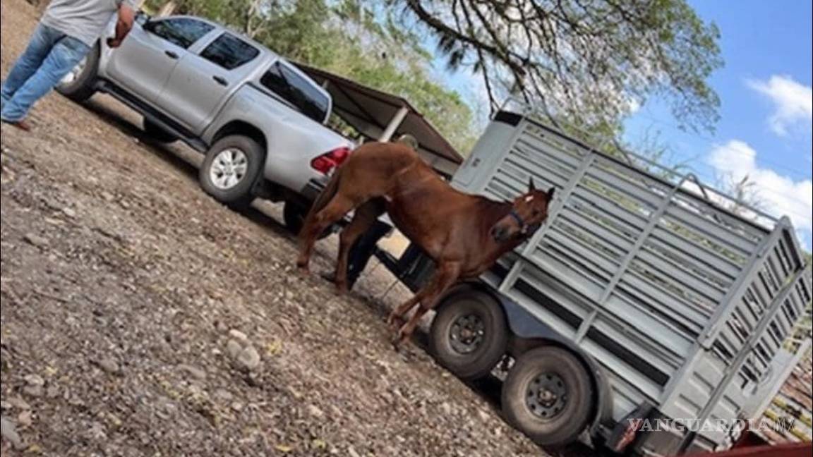 $!Camioneta y caballo durante el evento donde fueron vistos por última vez Hipólito Rodríguez Betancourt y su padre, Hipólito Rodríguez Sánchez