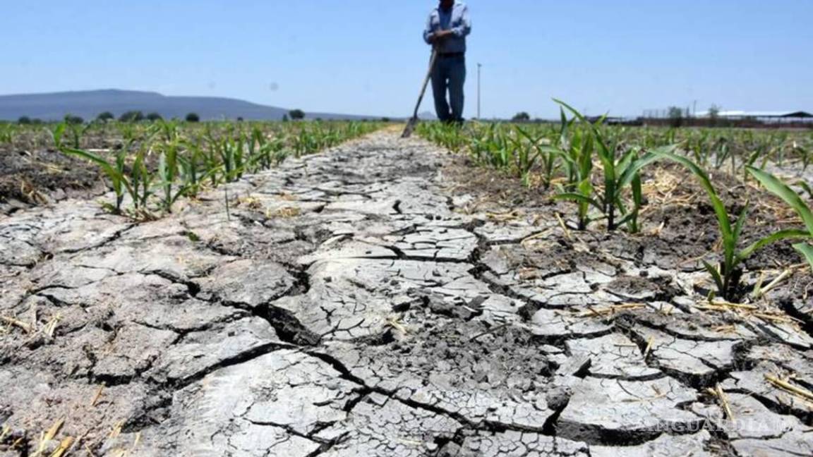 Primero sequía; ahora heladas: Prevén pérdidas para el campo lagunero