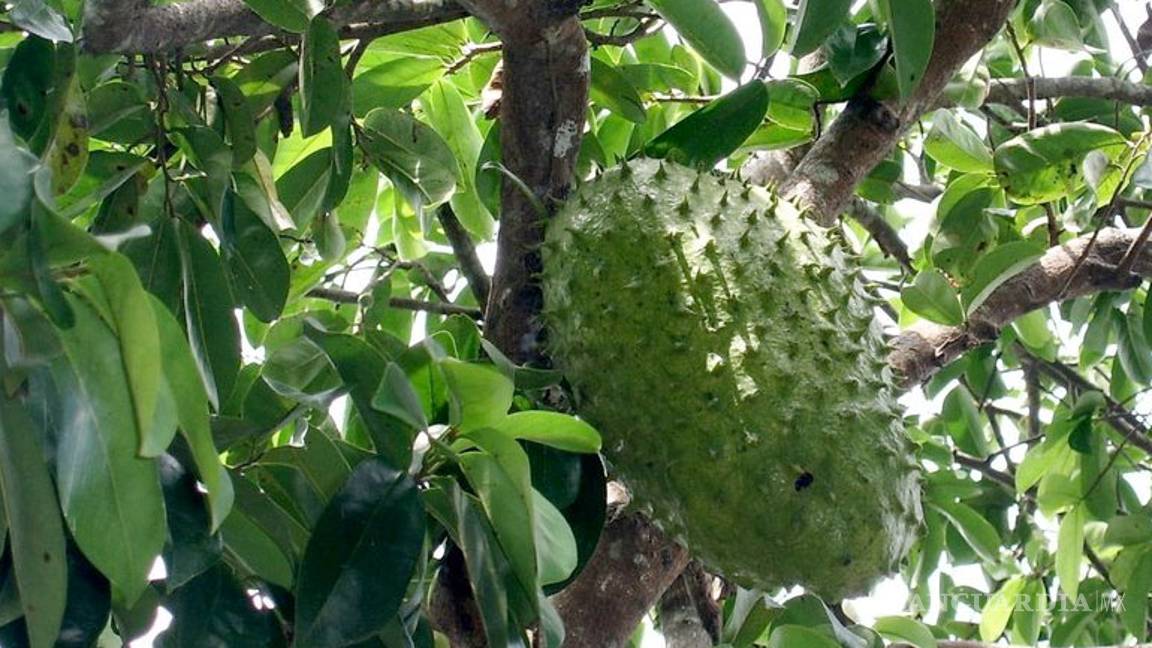 $!Moléculas de guanábana pueden destruir células de cáncer