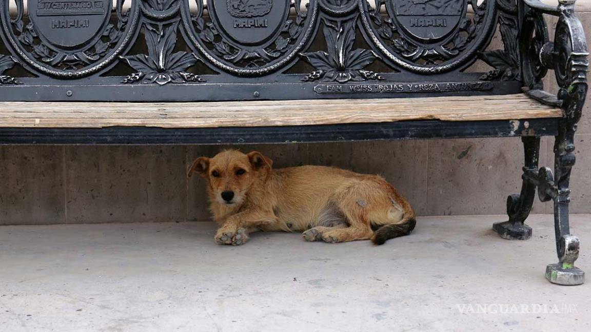 Tras pandemia crece maltrato animal en Coahuila