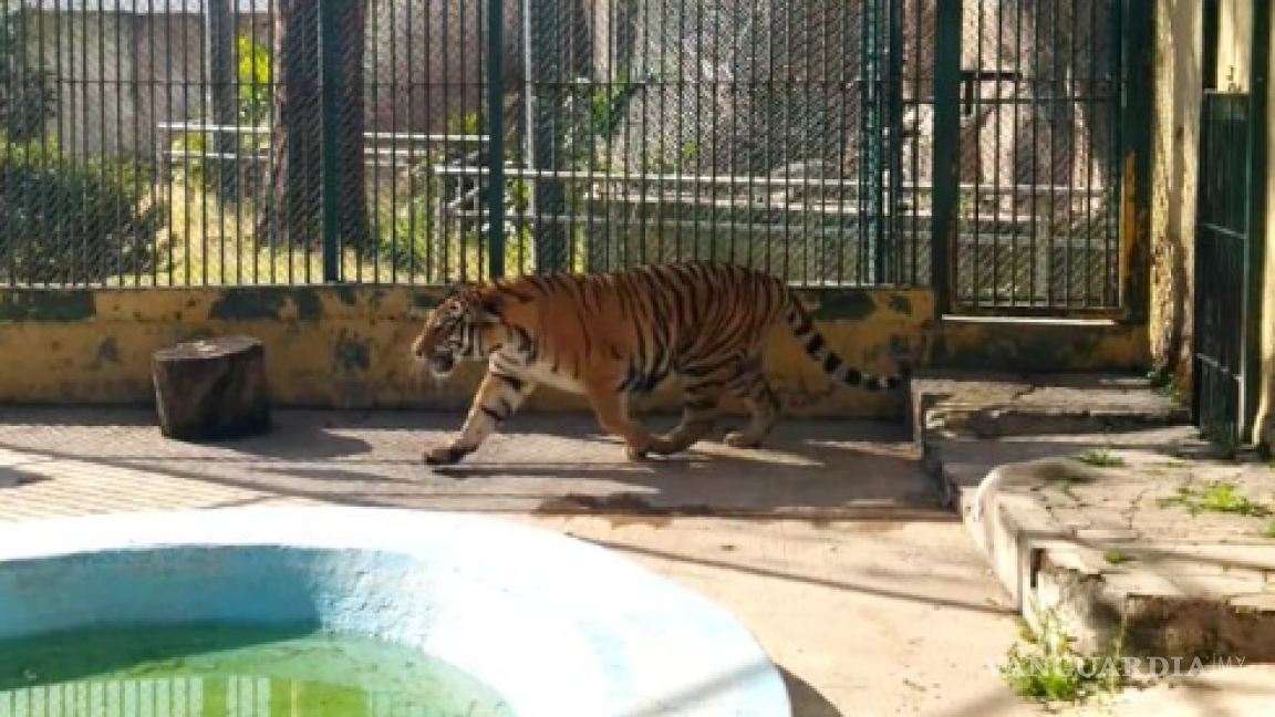 Kiara: la tigresa que fue encontrada en Zapopan