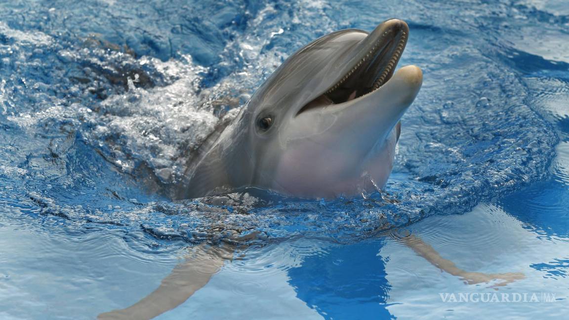 Muere la delfín discapacitada Winter, su vida inspiró el filme “Dolphin Tale”