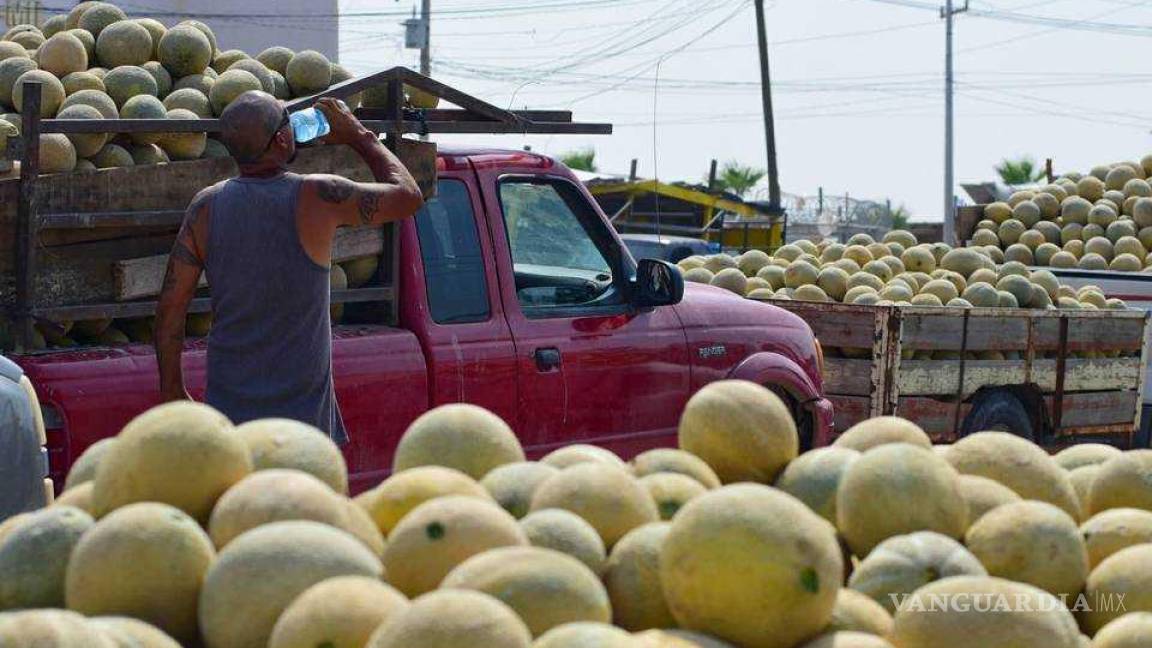Baja en La Laguna el precio del melón y la sandía; se encuentran en 6 pesos el kilo