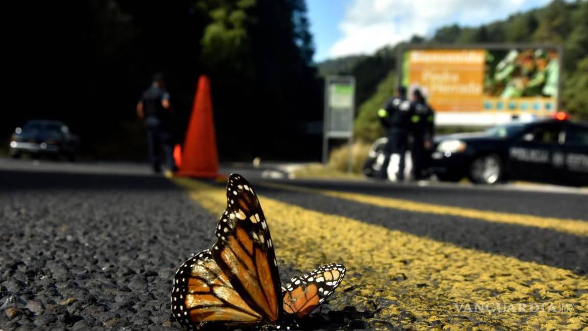 La autopista Saltillo-Monterrey es un riesgo para Mariposa Monarca