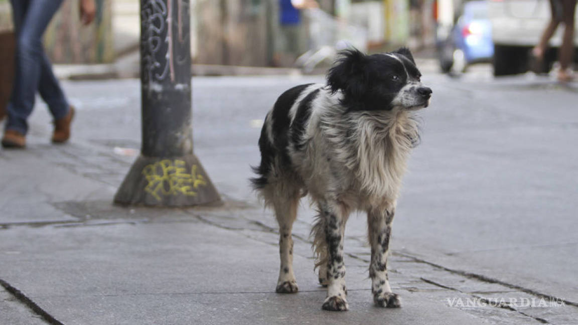 México es el país con más perros callejeros en Latinoamérica
