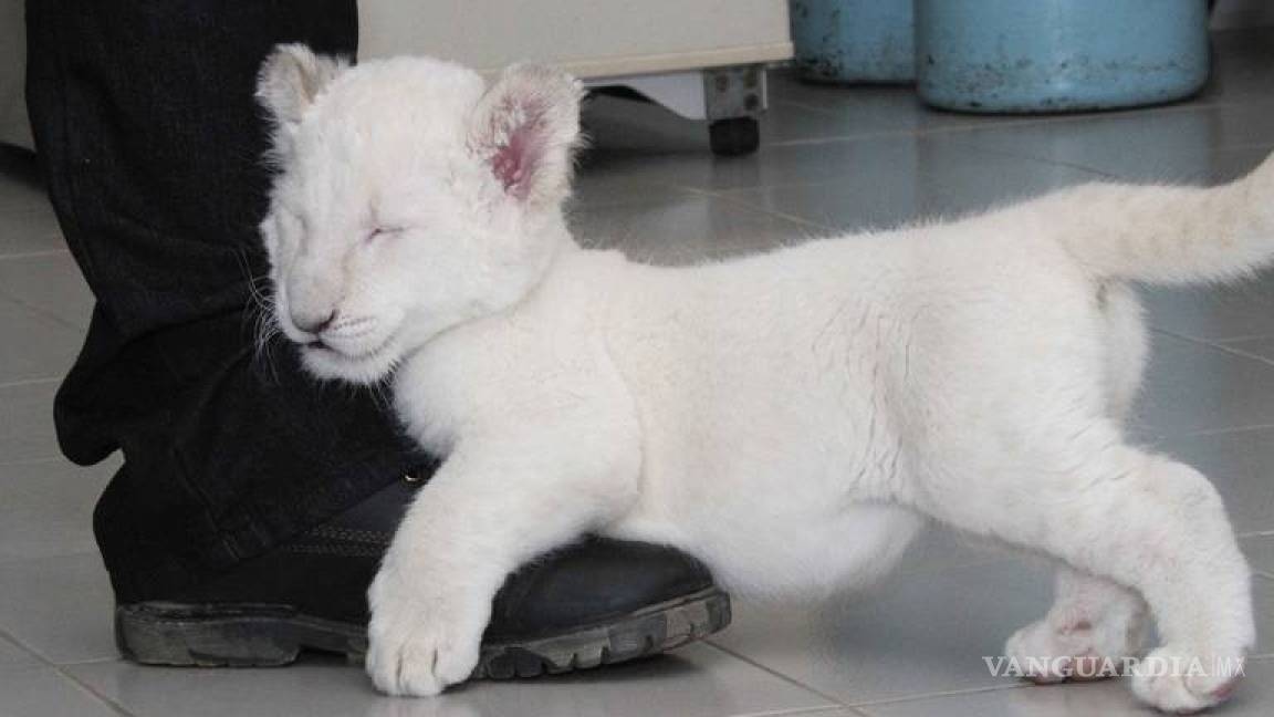 Nace leona blanca en zoológico de Tlaxcala