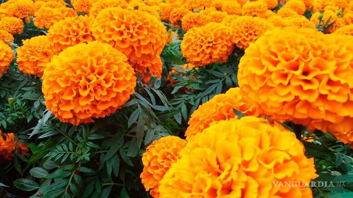 $!Prepárate, ya casi es Día de Muertos, ¿qué lleva un altar?; lo que debes saber