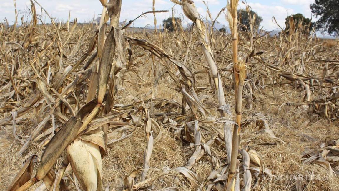 Alerta alimentaria en México: sequía devastó producción de maíz; 40% menos en 2023