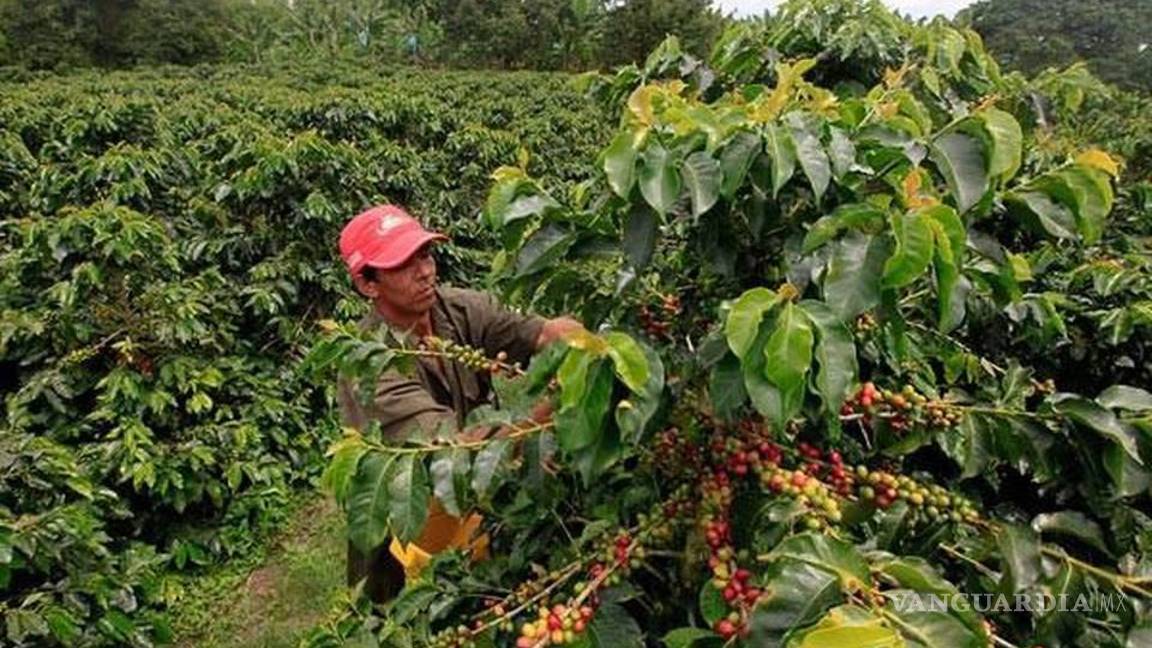 $!90% de la siembra de café en Chiapas está en riesgo por la sequía