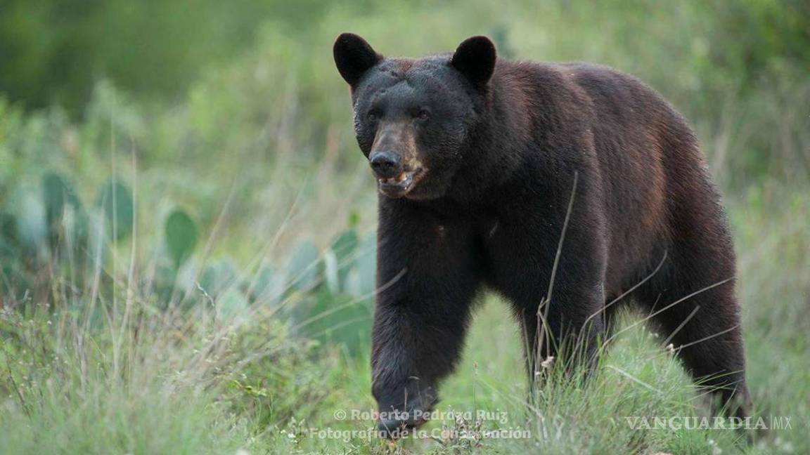 Llaman a coahuilenses a reportar los avistamientos de osos