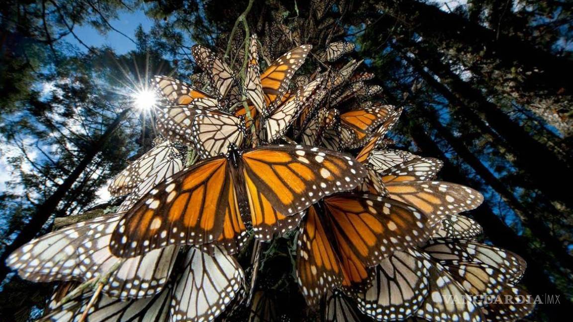 Baja población de mariposa monarca en Nevado de Toluca, tras Legalización de la tala