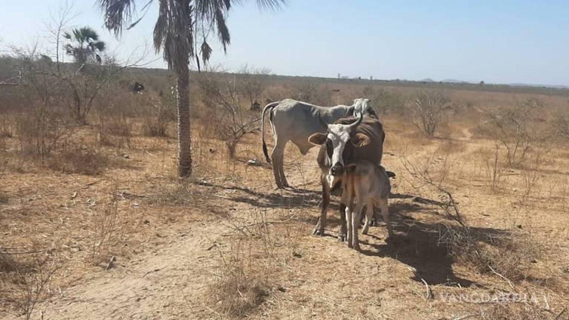 $!72.58% del territorio nacional se encontraba bajo alguna condición de sequía (de anormalmente seco a sequía excepcional)
