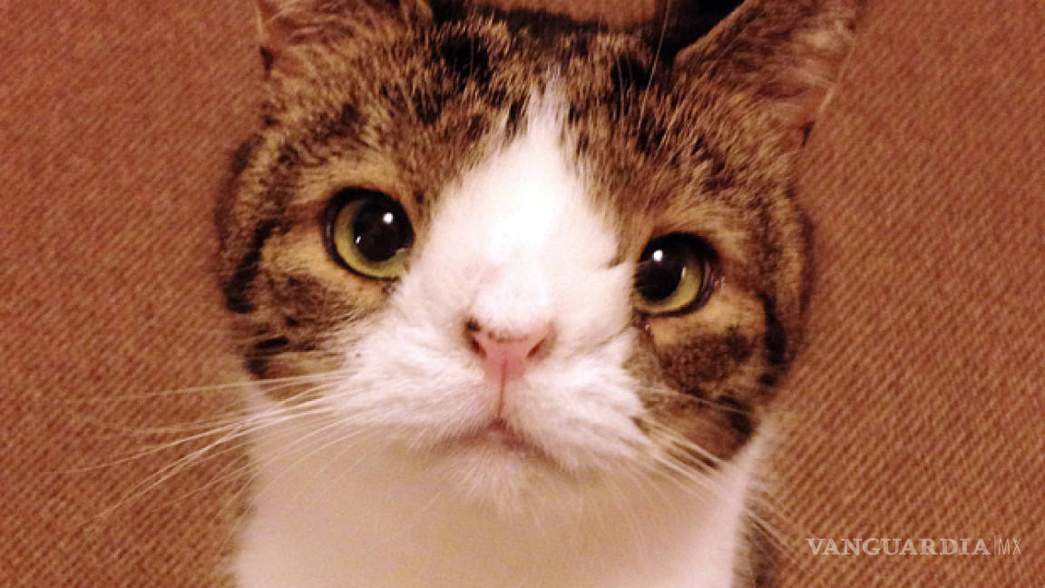 Monty, el gatito con síndrome de Down que enamoró a Facebook