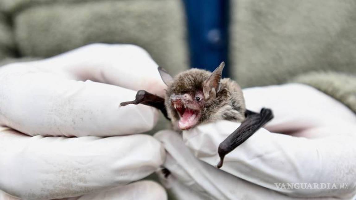 $!Se registraron 21 muertes por rabia transmitida por animales silvestres, de las cuales 15 fueron por murciélagos.