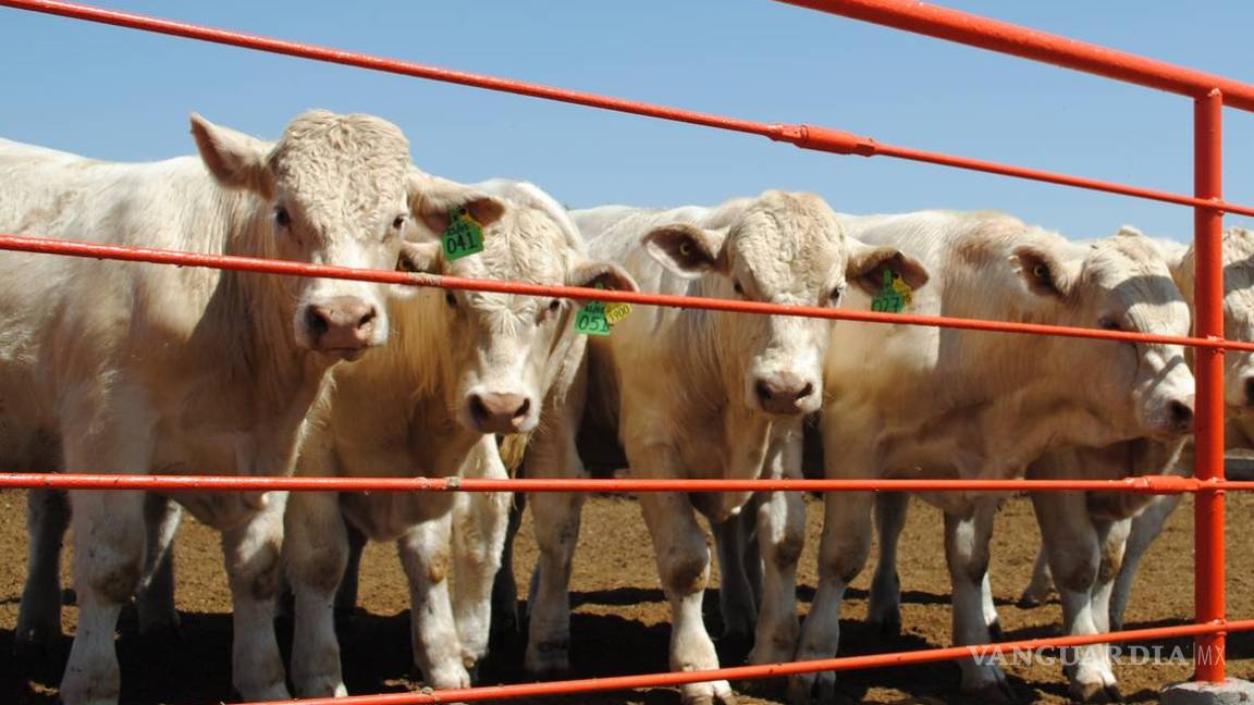 Coahuila, tercero en exportación de ganado