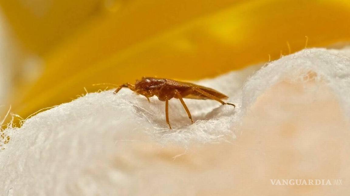 $!De manera general estos insectos suelen ser atraídos por ropa sucia, el calor y el dióxido de carbono que proviene de la respiración.