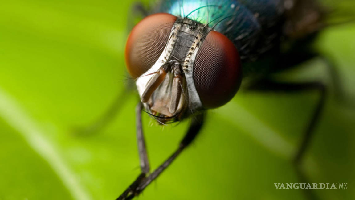 Por qué las moscas frotan sus patas: China premia la ciencia popular