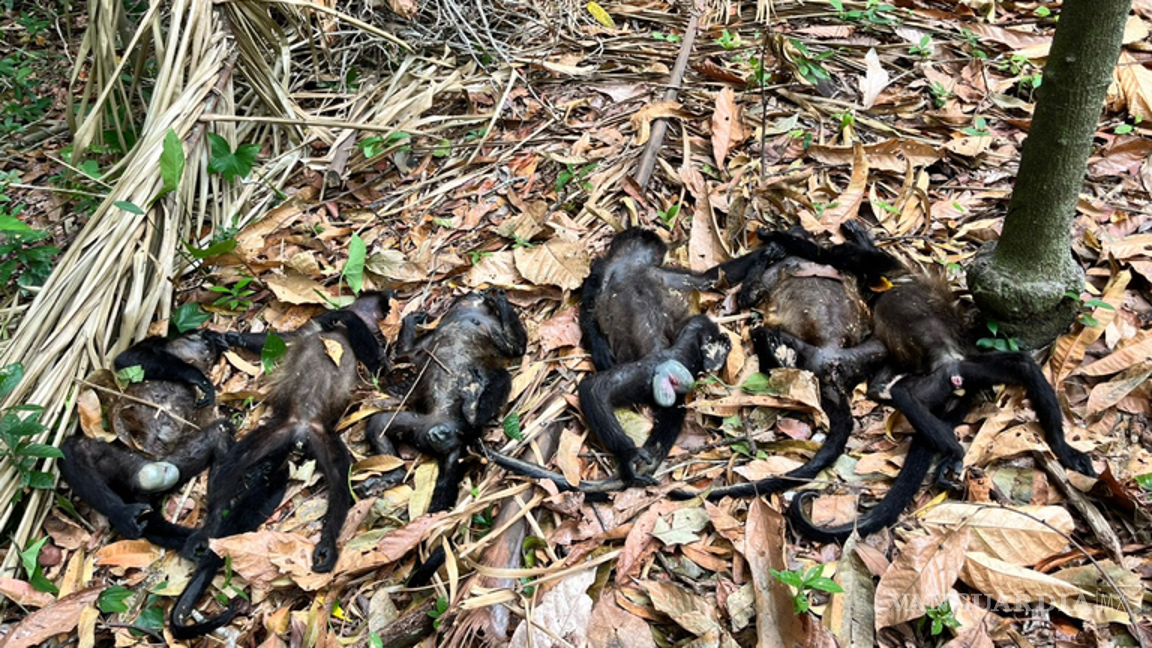 $!Mueren monos aulladores por calor en Tabasco; gobierno admite 4 muertes, asociación denuncia 85