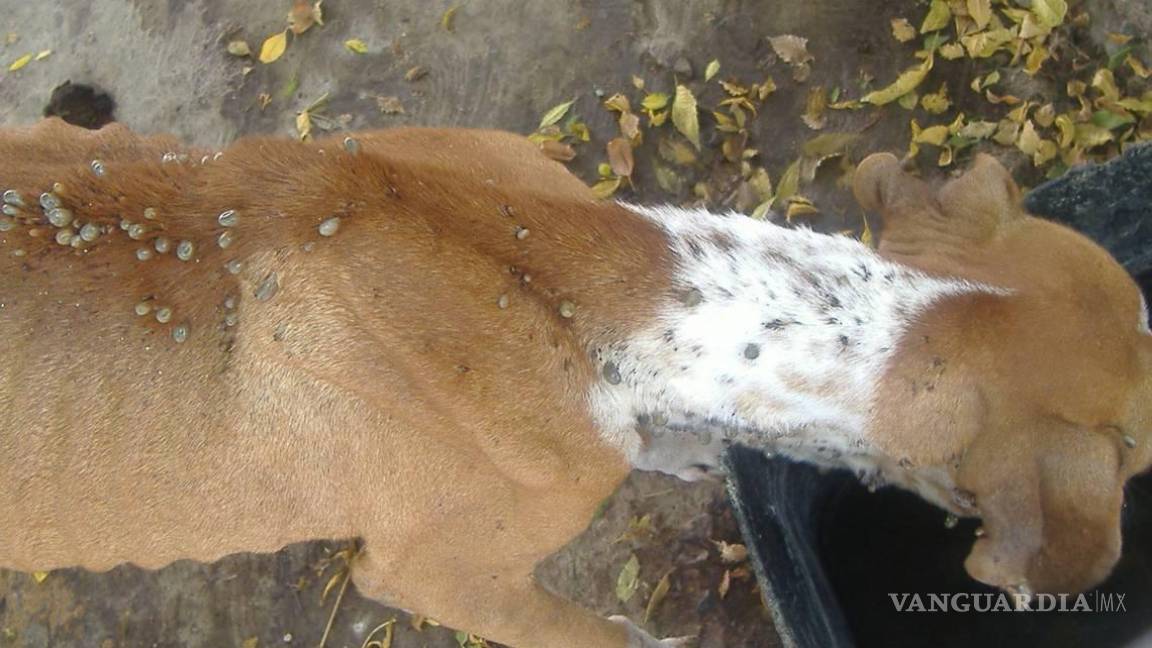 Reportan veterinarios alza en casos de garrapata en caninos en Piedras Negras
