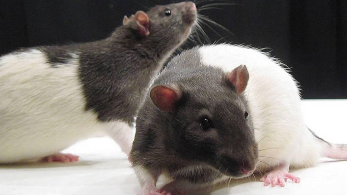 Como en la peste negra... ratones podrían ser el origen de Ómicron