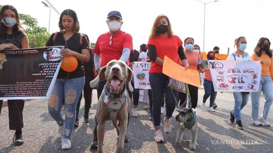 Invitan a marcha activistas; impulsan modificación a Ley General de Bienestar Animal