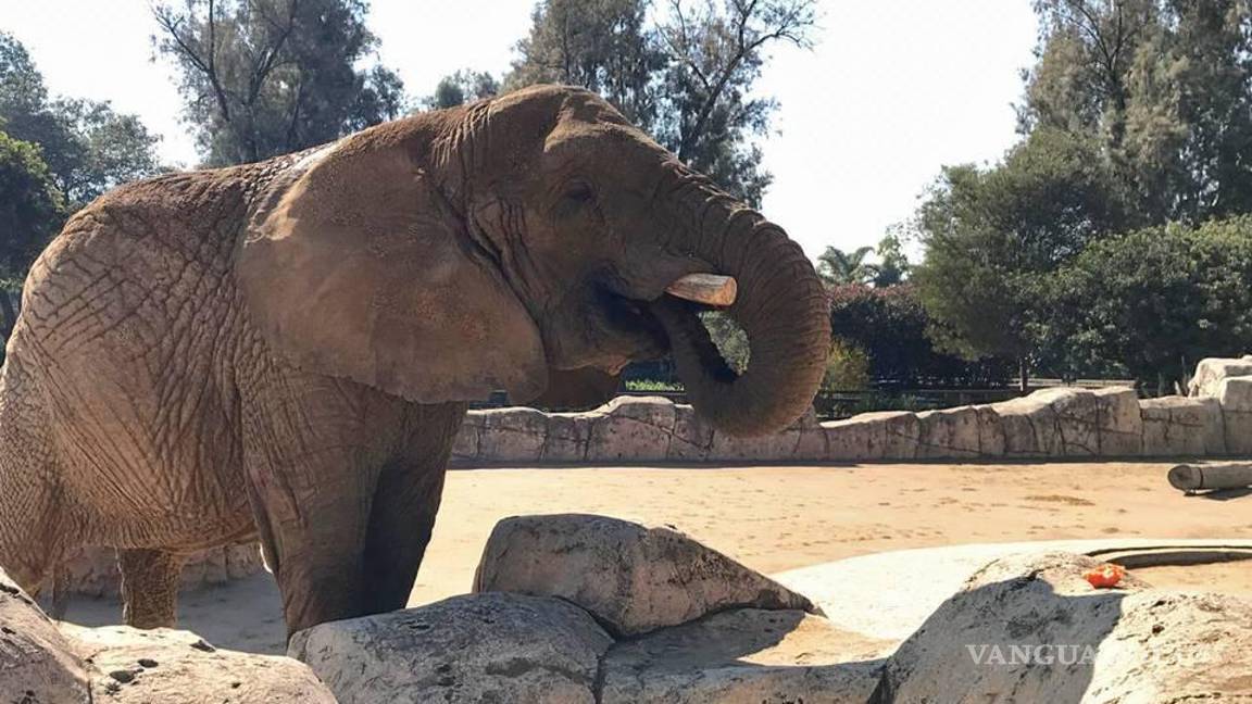$!El juez señaló que el zoológico ha cumplido con el deber de protección y cuidados del ejemplar de fauna silvestre y tiene satisfechas sus necesidades