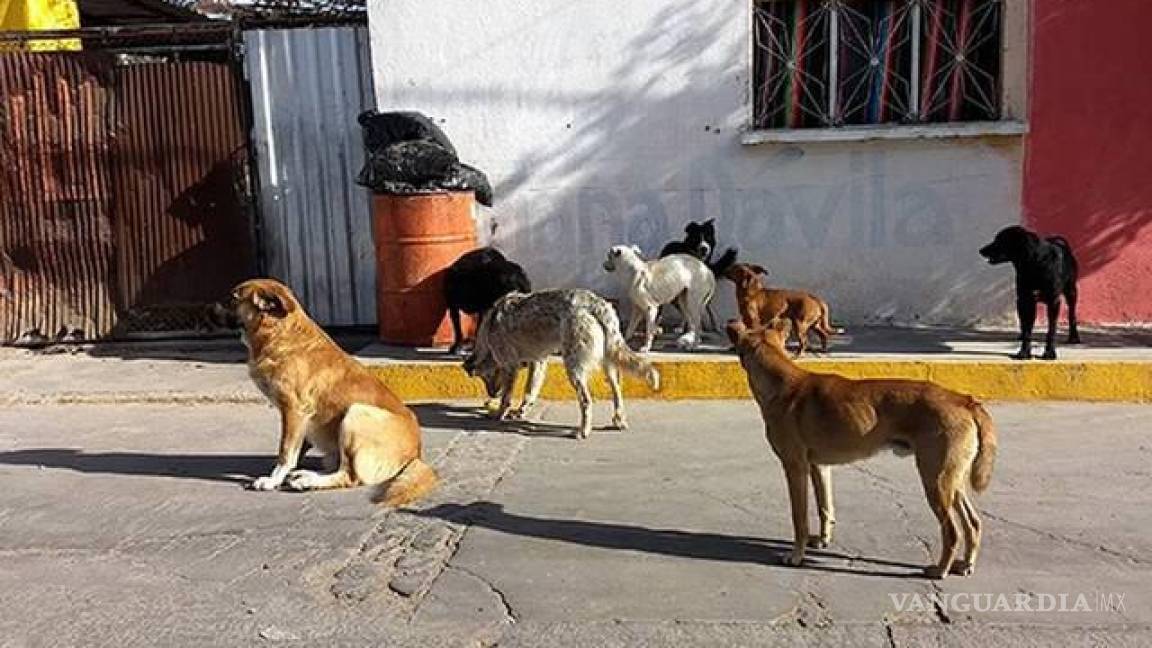 Heces de perros invaden calles y banquetas de Saltillo... sin castigo para dueños irresponsables