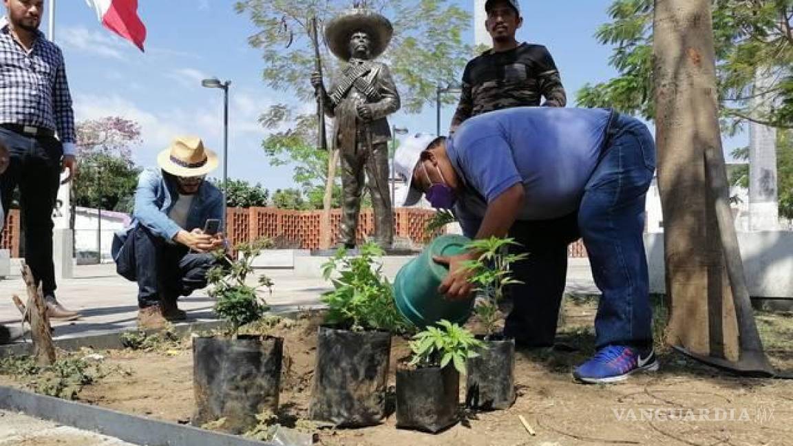 Activistas y pobladores de Anenecuilco, Morelos siembran plantas de cannabis en plaza cívica