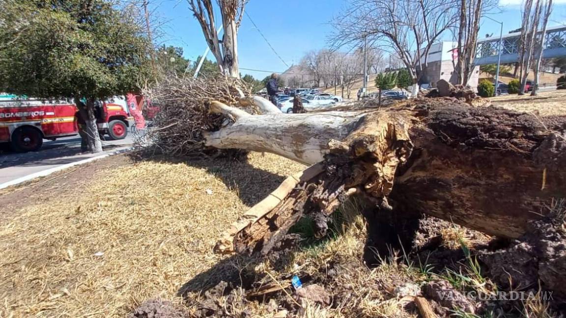 Se reportan solo tres árboles caídos por ráfagas de viento en Saltillo; se detecta mala calidad del aire